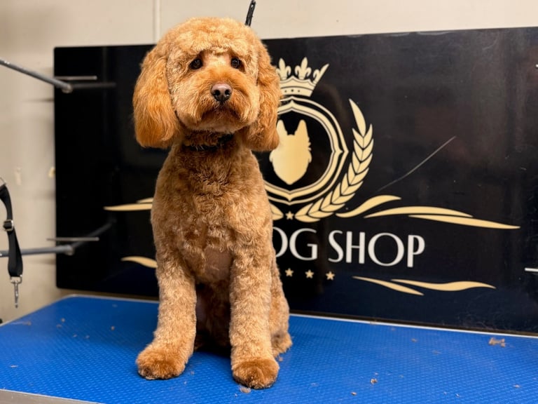 Tan poodle sitting on blue mat in front of dog shop logo with crown and laurel wreath design
