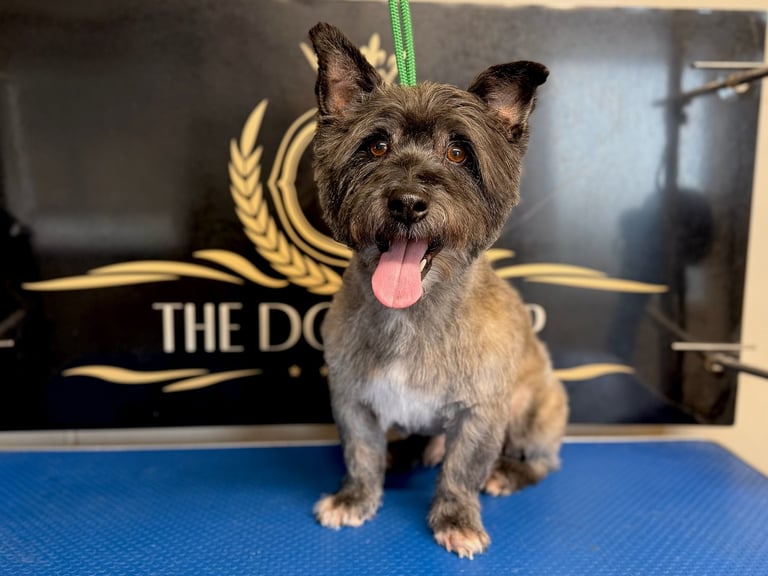 Small scruffy terrier with tan and gray coat sitting on blue mat with tongue out at dog grooming salon