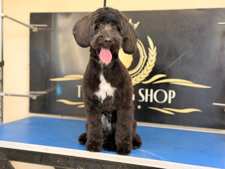 Black and white poodle sitting on blue grooming table with tongue out at pet shop