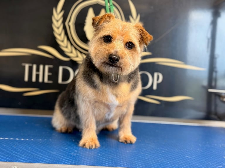 Small tan and white terrier sitting on blue mat in front of dog grooming logo backdrop