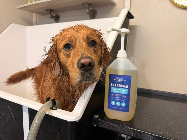 Golden Retriever sitting in a bathtub with a bottle of dog shampoo beside it during bath time