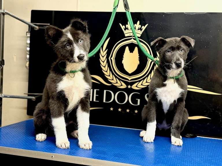 Two brown and white dogs sitting on a blue mat in front of a black banner with a golden crest logo