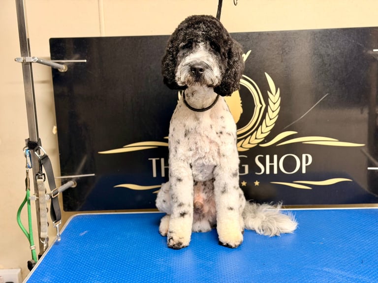 Groomed black and white poodle sitting on blue mat at pet grooming salon