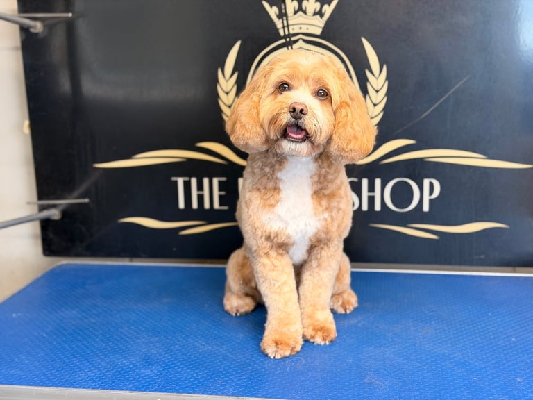 Fluffy tan and white dog sitting on blue grooming table in front of pet shop sign with crown logo
