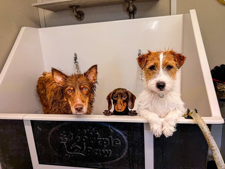 Three dogs sitting in a white utility sink or bathtub indoors