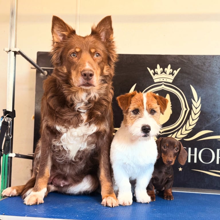 Three dogs of different sizes sitting on a blue grooming table in front of a black banner with a crown logo